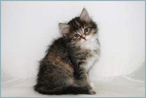 Female Siberian Kitten from Deedlebug Siberians